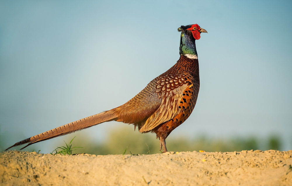 Pheasant von Siyu and Wei Photography