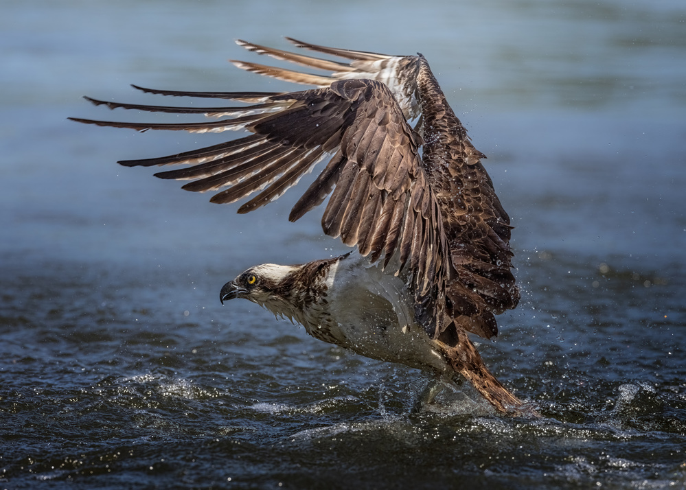 Osprey hunting von Siyu and Wei Photography