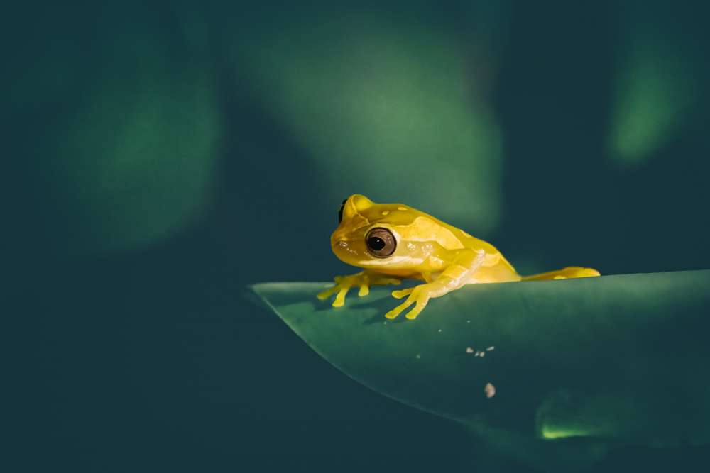 Yellow Tree Frog von Siyu and Wei Photography