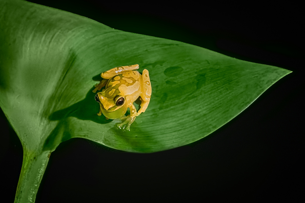 Yellow Tree Frog von Siyu and Wei Photography