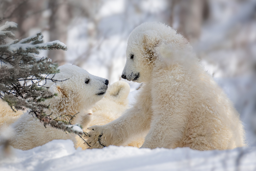 Conversation von Siyu and Wei Photography