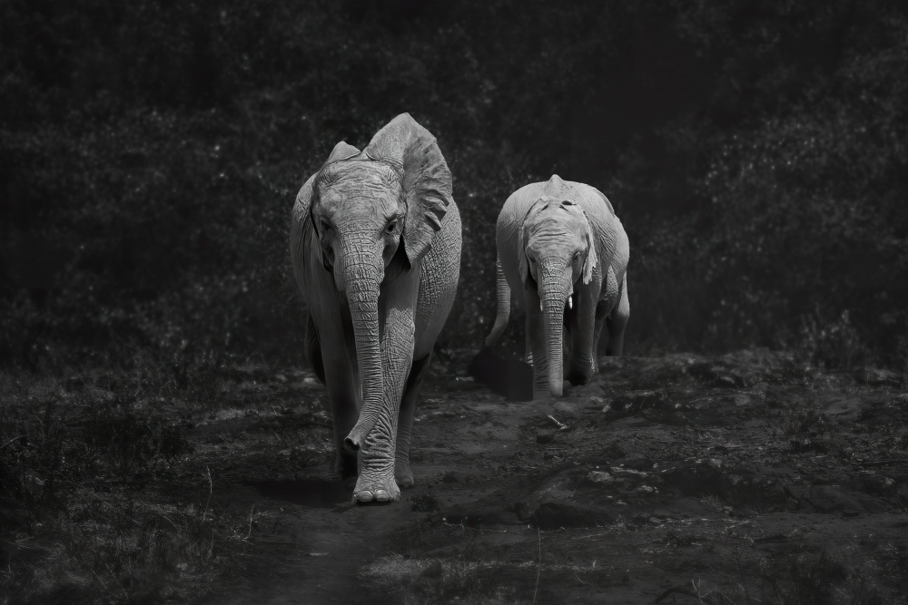 Happy Elephants von Siyu and Wei Photography