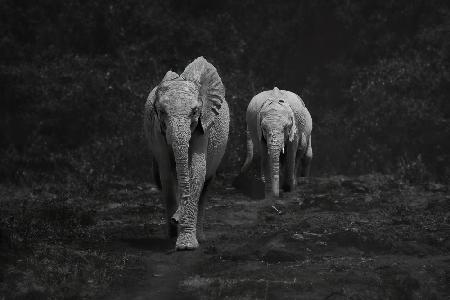 Happy Elephants