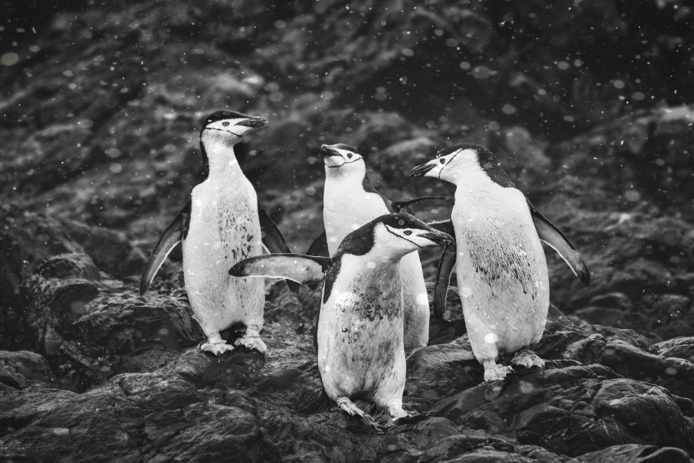 Happy Penguins in Heavy Snow von Siyu and Wei Photography