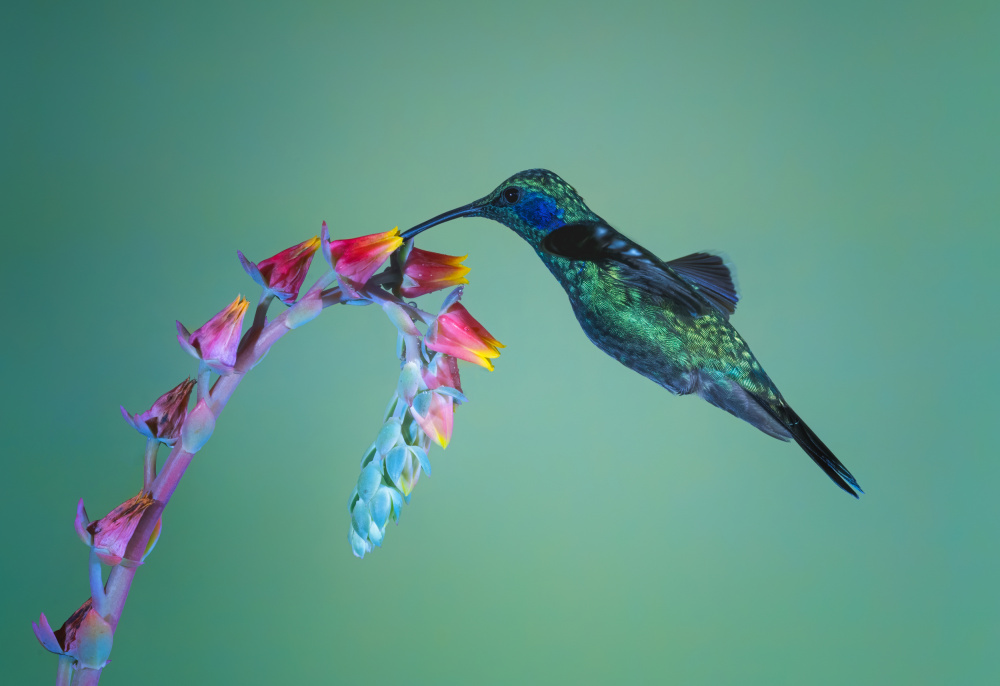 Lesser Violetear von Siyu and Wei Photography