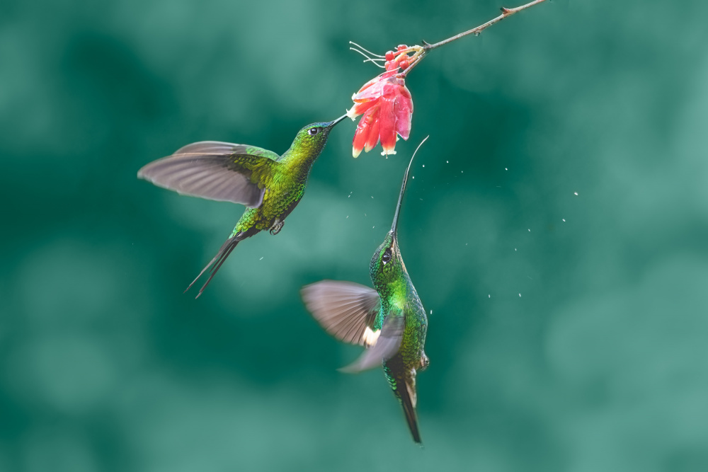 Humming birds von Siyu and Wei Photography