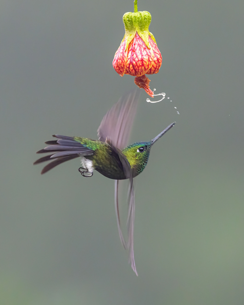 Playing hummingbird von Siyu and Wei Photography