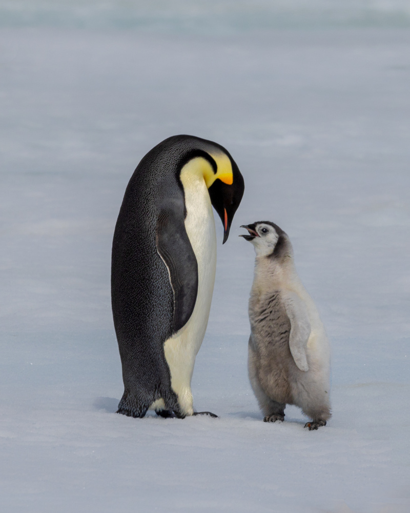 chick and parent von Siyu and Wei Photography