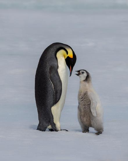 chick and parent