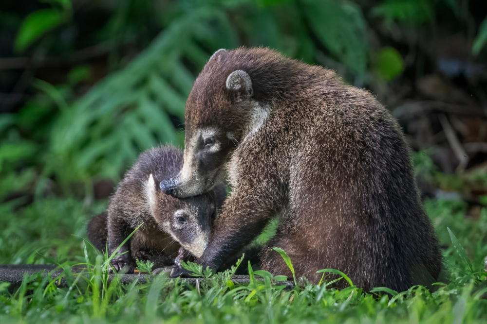 Mothers Solace von Siyu and Wei Photography