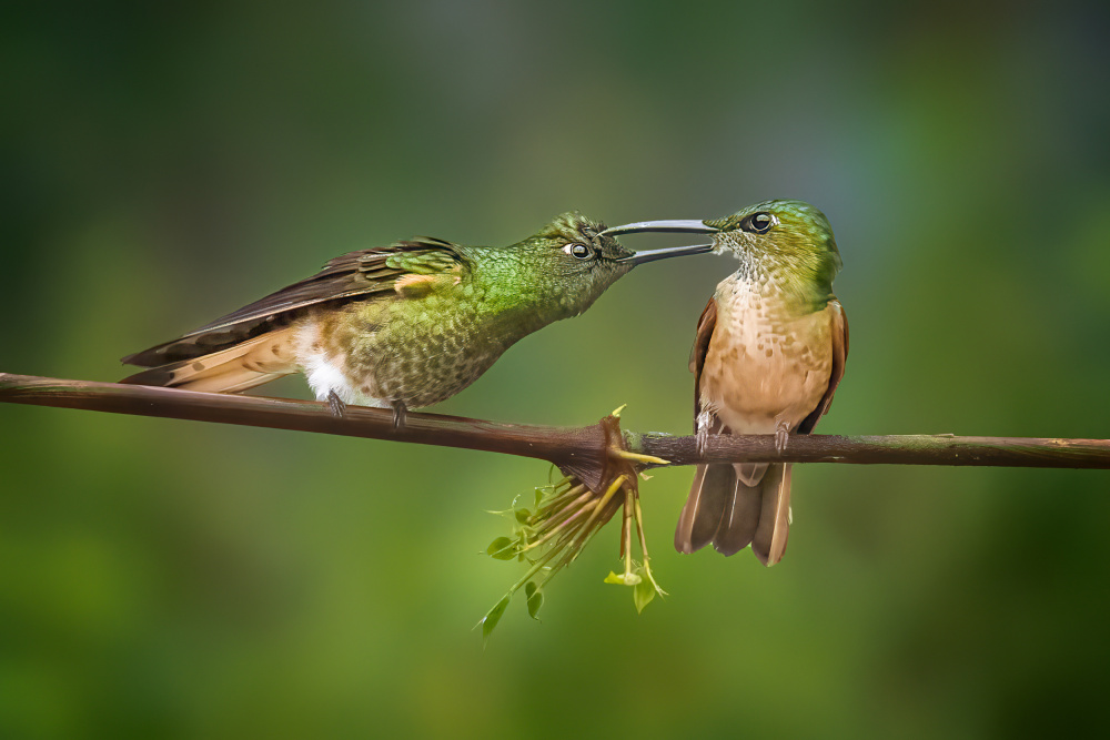 &quot;Ouch&quot; von Siyu and Wei Photography