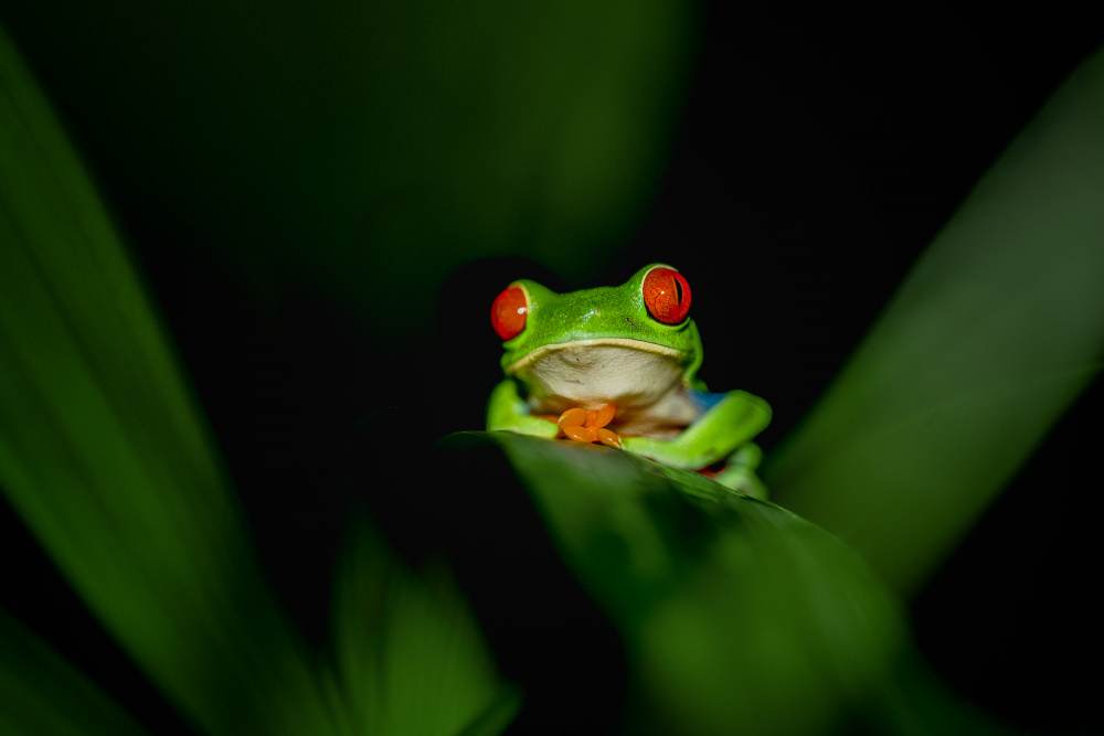 Red-eye tree frog von Siyu and Wei Photography