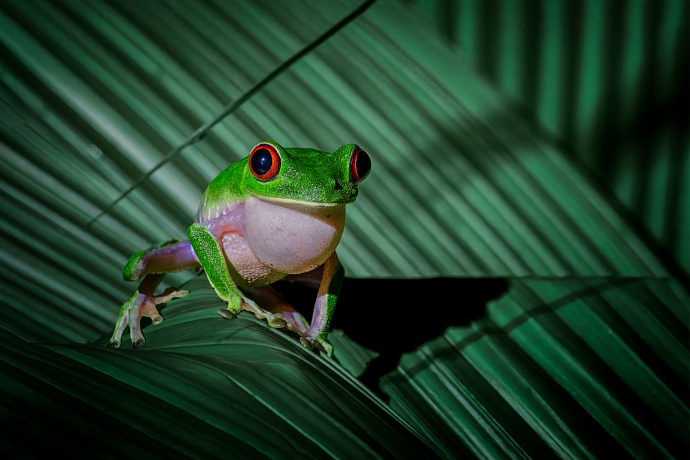 red eye tree frog von Siyu and Wei Photography