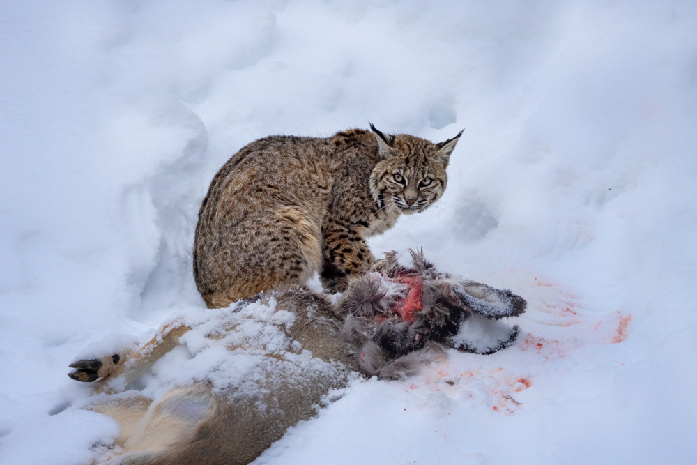 bobcat von Siyu and Wei Photography