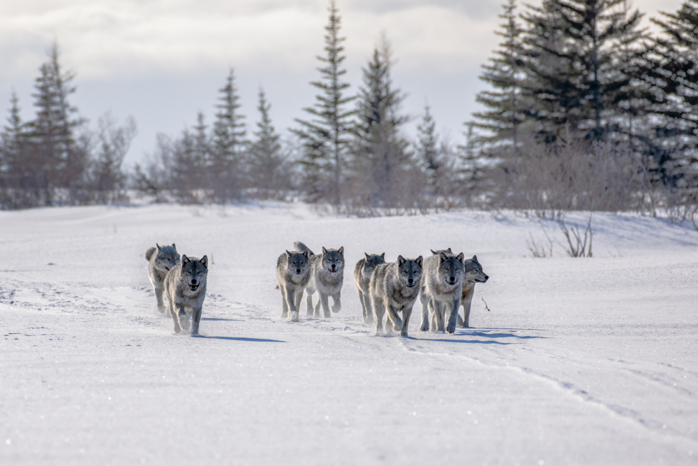 Pack of cloud wolves von Siyu and Wei Photography