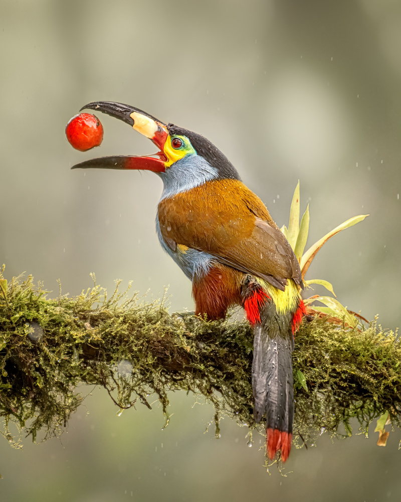 Play with its food in the rain von Siyu and Wei Photography