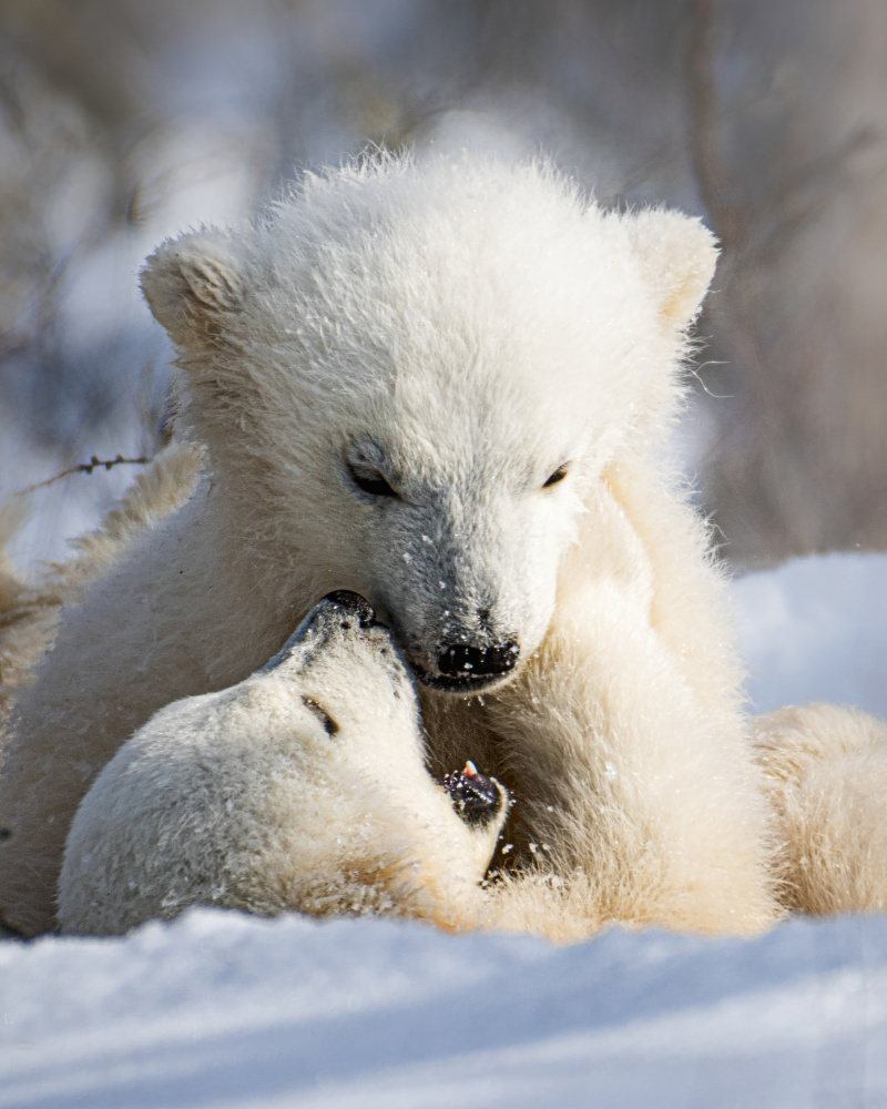 Playtime von Siyu and Wei Photography