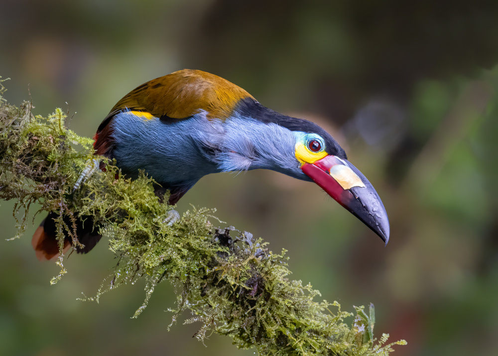 Toucan von Siyu and Wei Photography