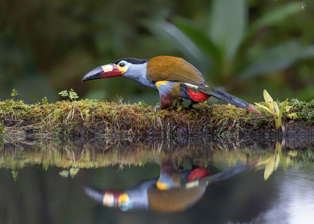 Toucan and reflection von Siyu and Wei Photography