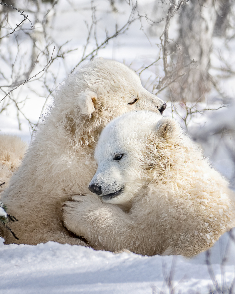 Hug von Siyu and Wei Photography