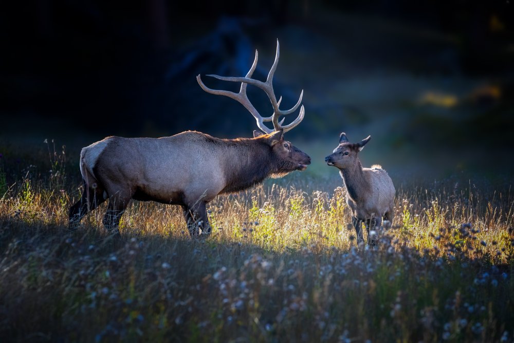 Father and calf von Siyu and Wei Photography