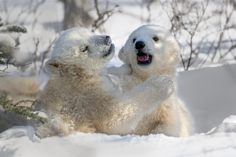 Playful Sibling von Siyu and Wei Photography