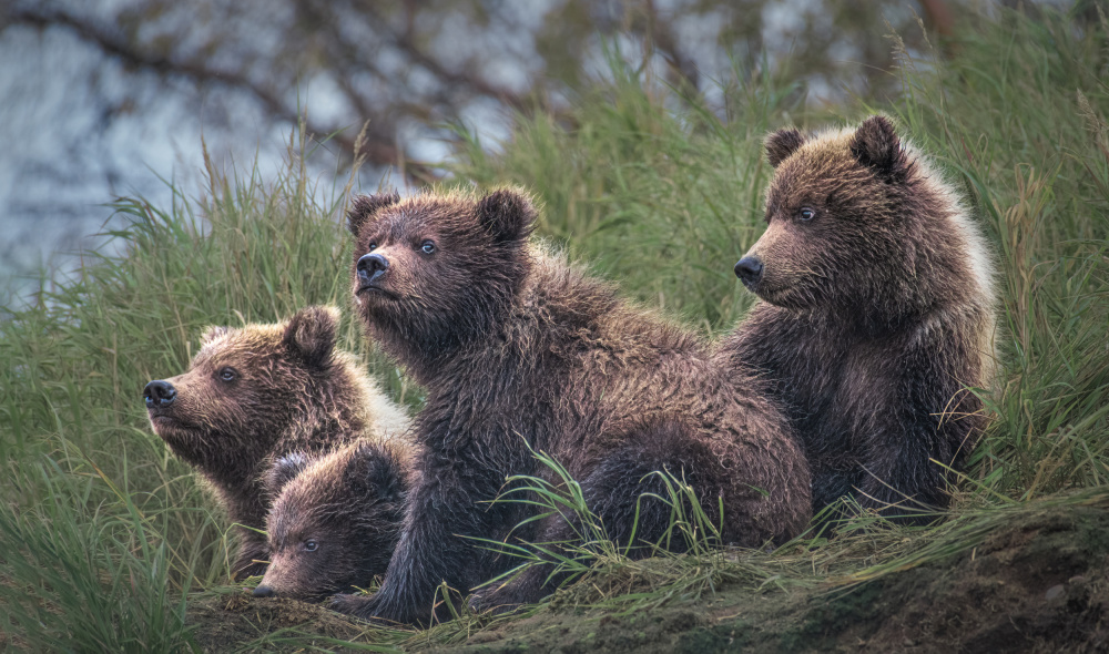 Four Bear cubs waiting von Siyu and Wei Photography