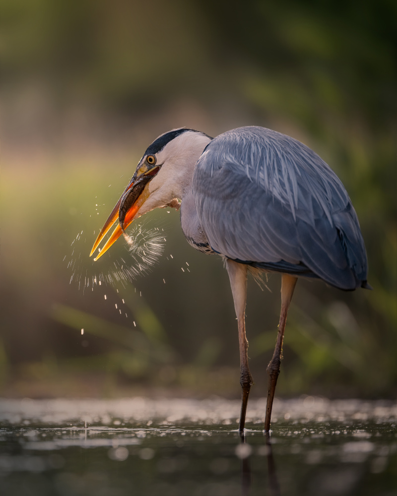 Shaking off water von Siyu and Wei Photography