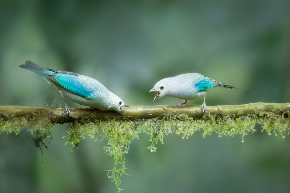 Who can shout louder von Siyu and Wei Photography