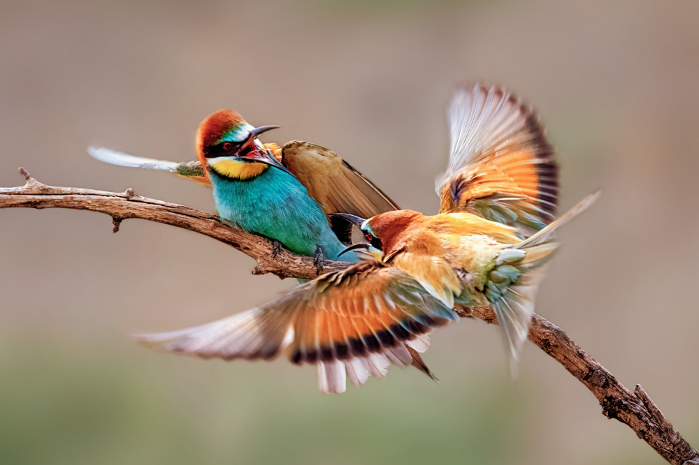 Two Bee-eaters von Siyu and Wei Photography