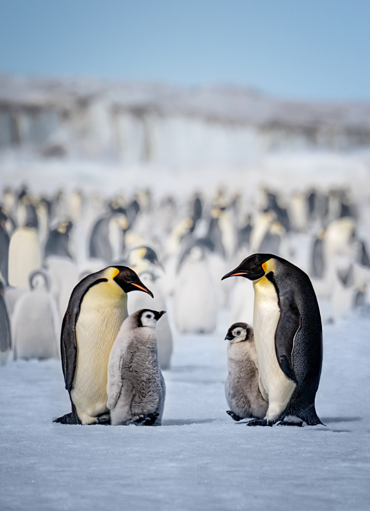 Two Families von Siyu and Wei Photography