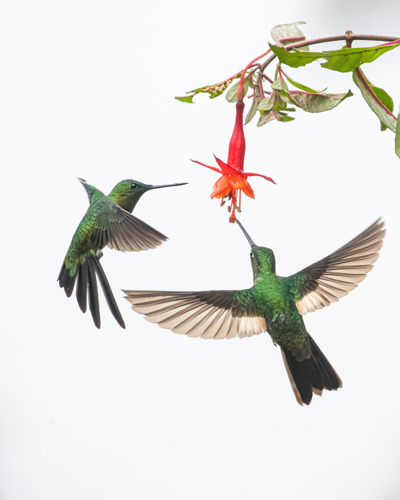 Two hummingbirds at a flower von Siyu and Wei Photography