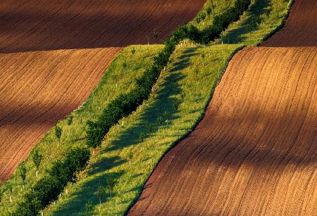 Moravian fields