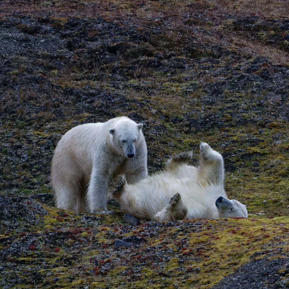 Bears at Play von Som Prasad