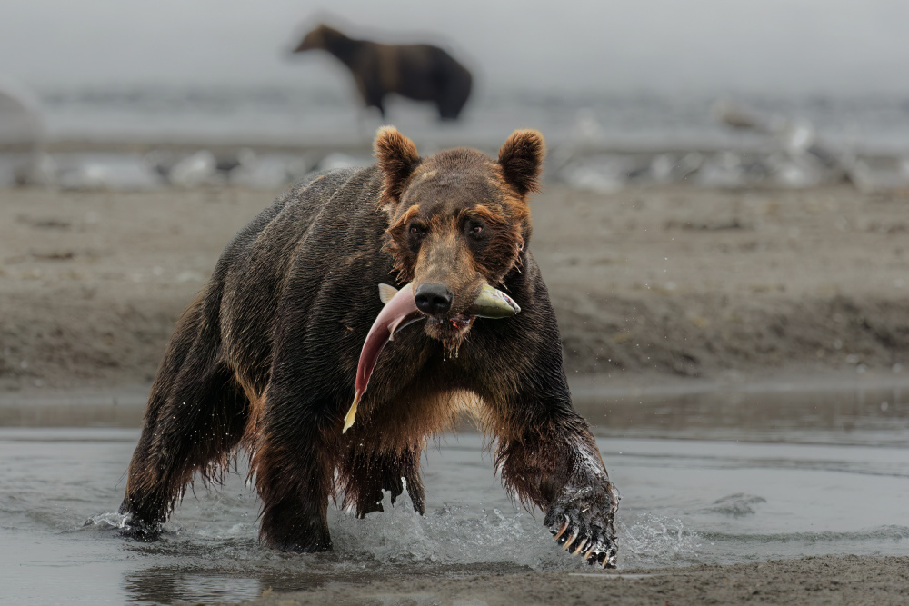 Bear Feast von Som Prasad