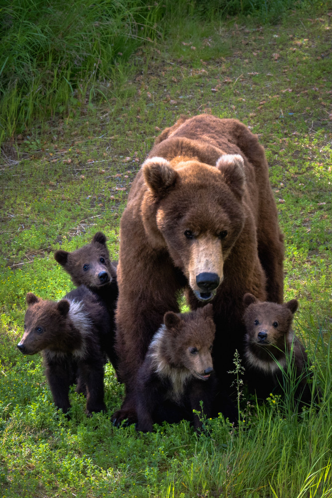 Family von Sophia Li