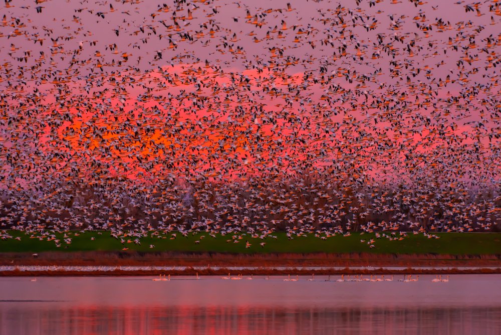 Winged Sunset von Sophia Li