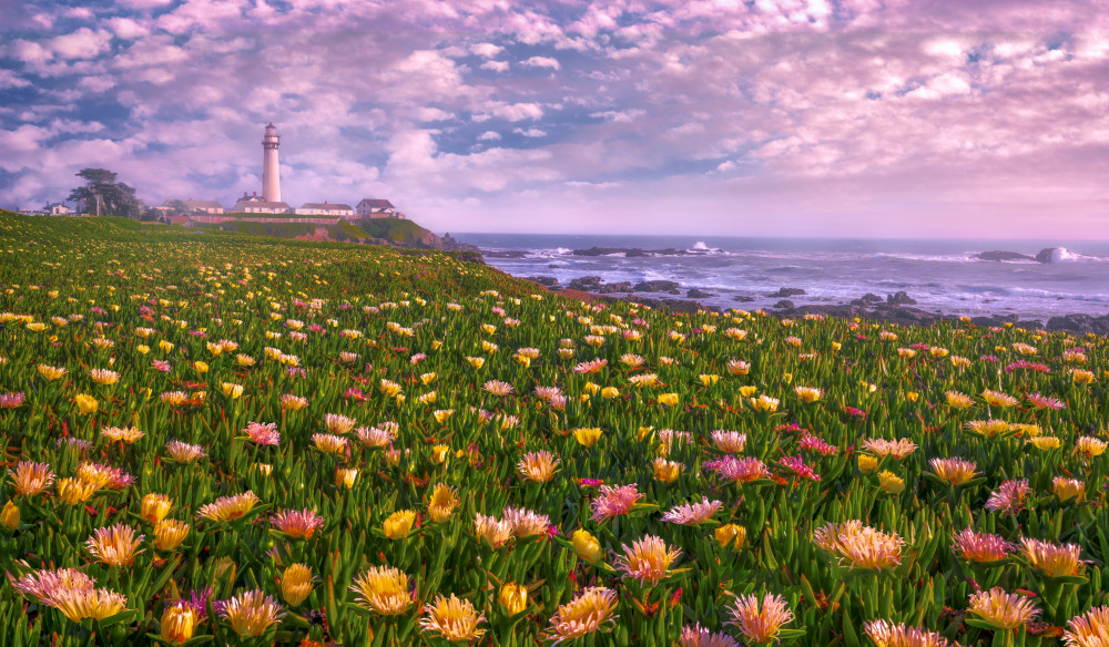 Lighthouse of Succulence von Sophia Li