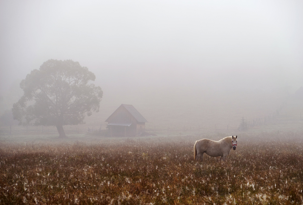 morning fog von Sorin Tanase