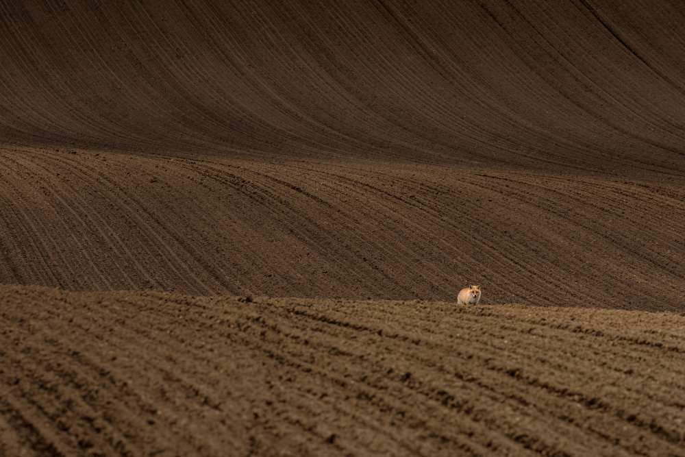 Alone wandering von Soshin