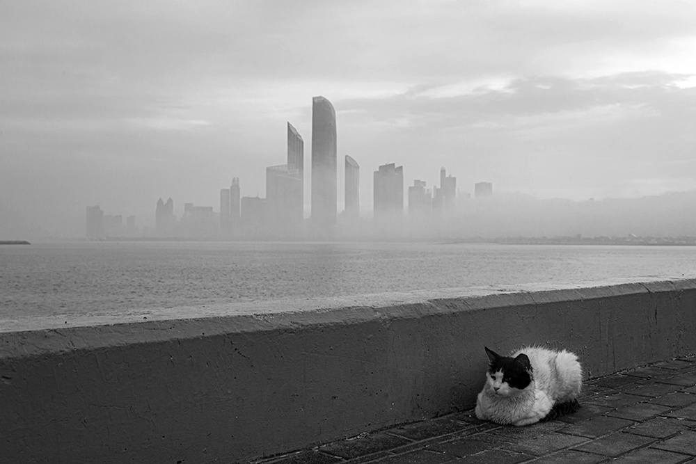 The cat in morning mood von Souvik Banerjee