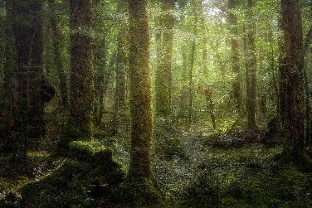 Beech Forest von Stanley Loong