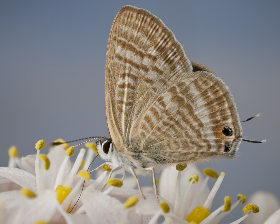 Peablue von Stavros Markopoulos