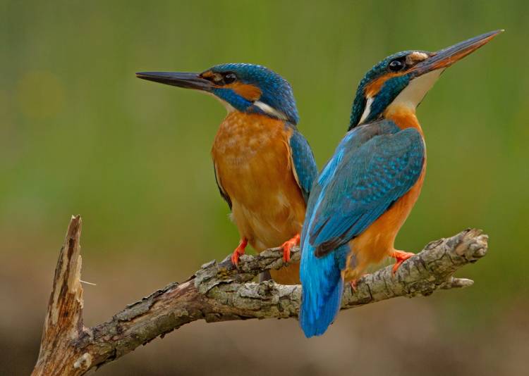 Kingfisher (Alcedo atthis) von Stefan Benfer