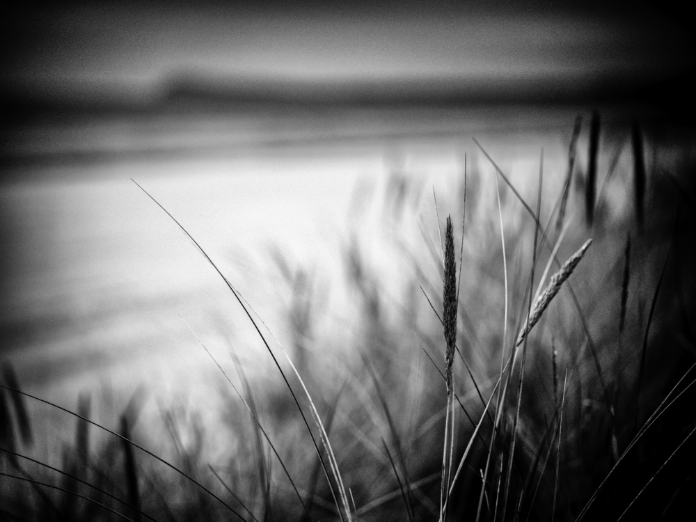 dune grass spot von Stefan Buder