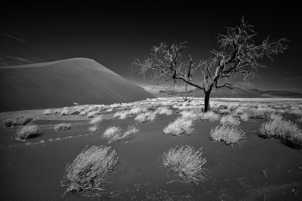 Desert tree von Stefan Schilbe