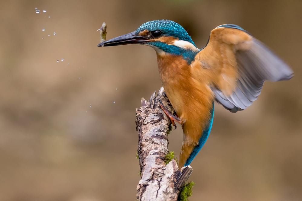 King Fisher  - Eisvogel von Stefan Völkel