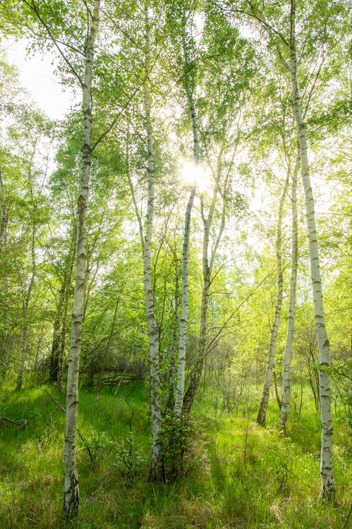 Birkenwald von Steffen  Gierok