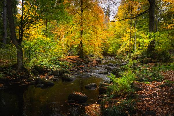 Herbst am Fluss von Steffen  Gierok