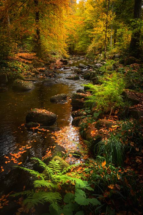 Herbst im Elendstal von Steffen  Gierok